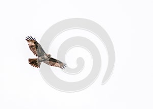 Hawk on the Wing