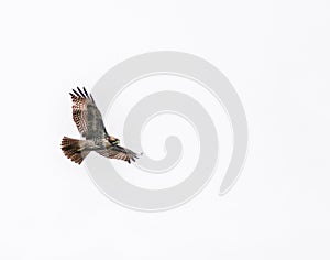 Hawk on the Wing