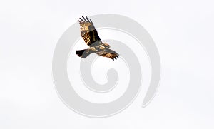 Hawk on the Wing