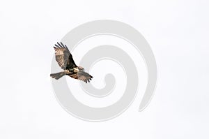 Hawk on the Wing