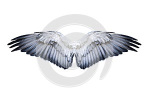 Hawk Wings Isolated