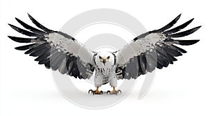 Hawk with wings spread white isolate background