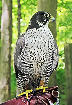 Hawk In The Zoo