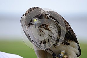 Hawk zoomed in photo