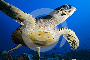 Hawkbill sea turtle/eretmochelys imbricata