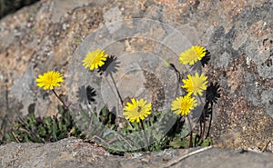 Hawkbit, Leontodon saxatilis photo