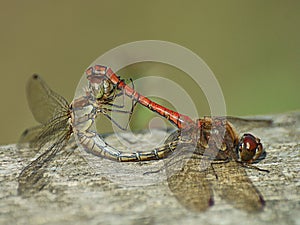 Hawker Dragonflies mating