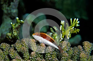 Hawkfish