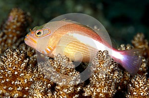 Hawkfish on coral