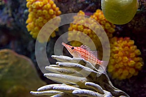 Hawkfish and coral