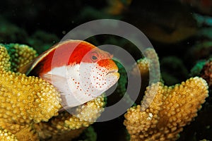 Hawkfish - Similan islands, Thailand