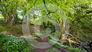 Wild garlic and country lanes in the Hangers above Petersfield, Hampshire, UK