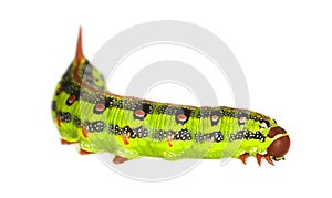 Hawkmoth caterpillar