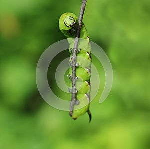 Hawkmoth caterpillar hanging
