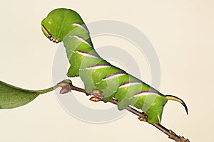 Hawkmoth caterpillar (Sphinx ligustri)