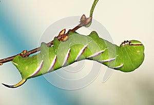 Hawkmoth caterpillar (Sphinx ligustri)