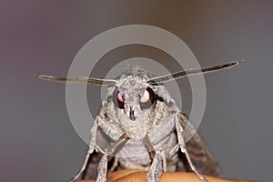 Hawkmoth portrait (Sphinx convolvuli)