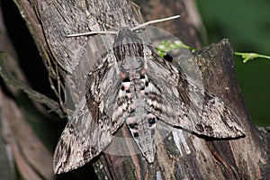 Hawkmoth (Sphinx convolvuli)