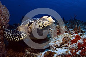 Hawks Bill Sea Turtle