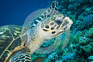 Hawks bill sea turtle swims in the clear blue ocean