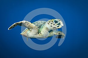 Hawks bill sea turtle swims in the clear blue ocean