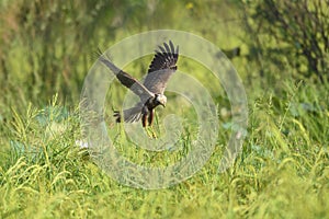 Hawks are flying to catch prey in rice fields.