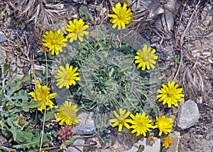 Hawksbeard Crepis ssp., Crete