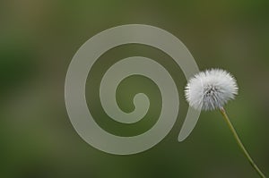 Hawksbeard seed head