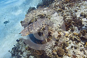 Hawksbill Sea Turtle