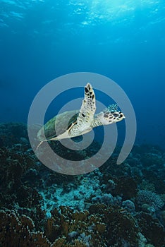 Hawksbill Sea Turtle