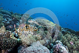 Hawksbill Sea Turtle