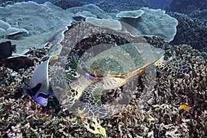 Hawksbill Sea Turtle photo
