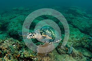 Hawksbill Sea Turtle