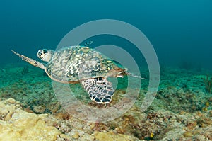 Hawksbill Sea Turtle