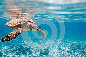 Hawksbill sea turtle