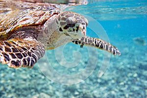 Hawksbill sea turtle