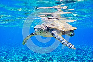 Hawksbill sea turtle