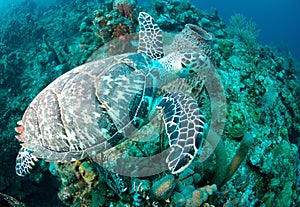 Hawksbill sea turtle