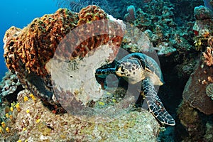 Hawksbill sea turtle