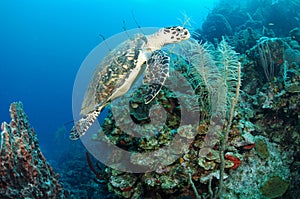 Hawksbill sea turtle