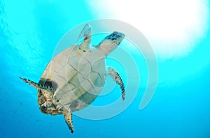 Hawksbill sea turtle