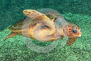 Hawksbill sea turtle