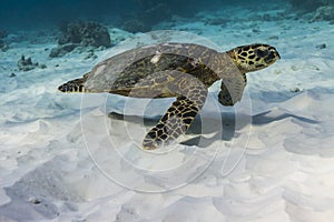 Hawksbill sea turtle