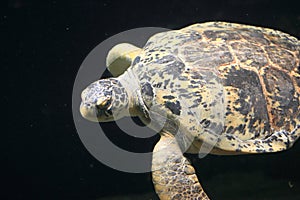 Hawksbill sea turtle