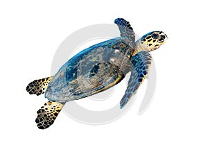 Hawksbill sea turtle