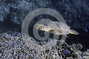 Hawksbill sea Turtle