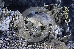 Hawksbill sea Turtle