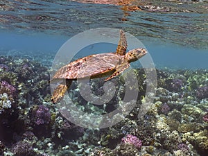 Hawksbill sea Turtle