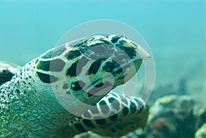 Hawksbill Sea Turtle