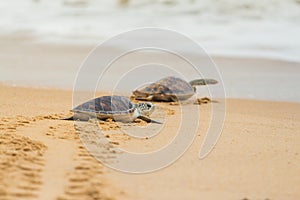 Hawksbill sea turtle on the beach.